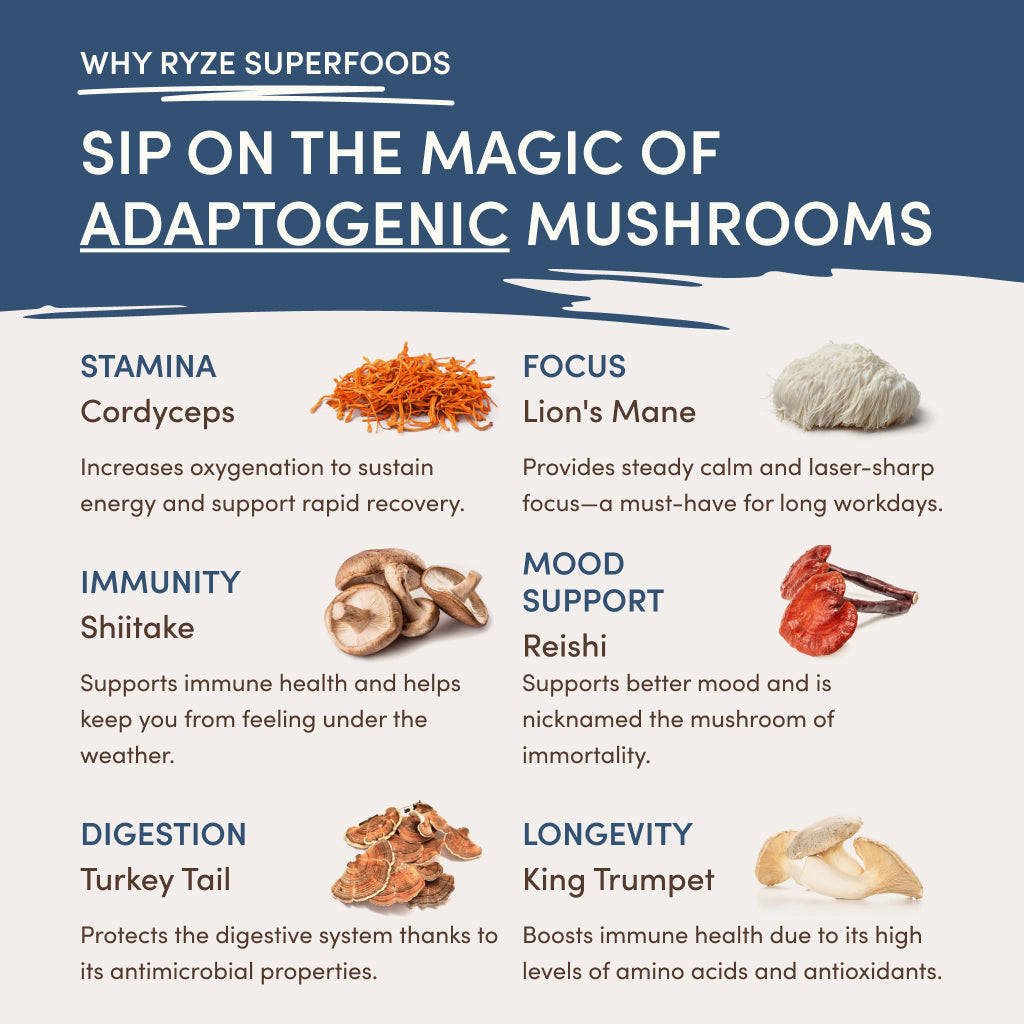 Nighttime Mushroom Cocoa Starter Bag R8 Tl