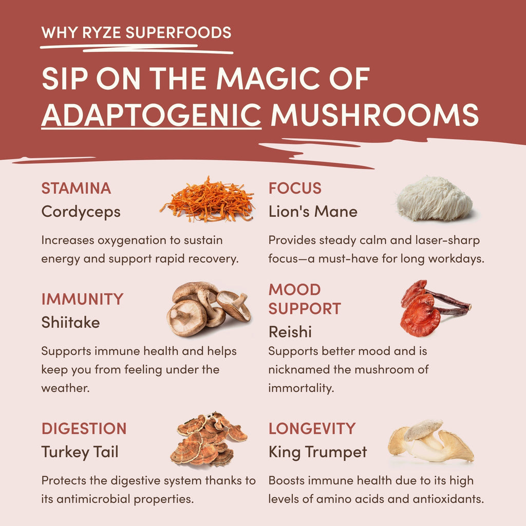 Mushroom Chicory — Organic Instant Chicory with Shitake & Lions mane, 30 Servings W2 X6